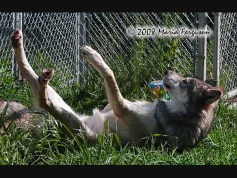 Drôles de loups