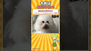 【犬種シリーズ #10】一度ほぼ消えた人気犬｜ビション・フリーゼ