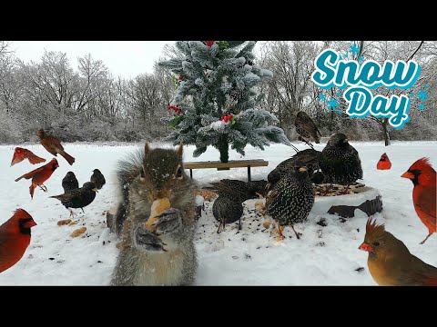 Cardinals & Starlings [NO MID-ROLL ADS] 10 HOURS- Cat TV Dog TV |🐶😺📺| Entertain Your Pets