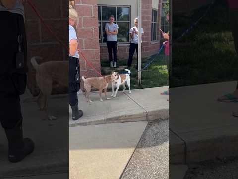 A dog missing for over 5 years reunited with his family