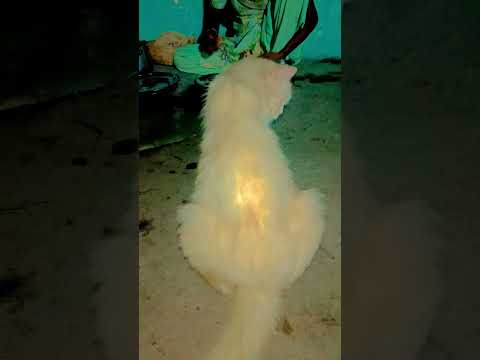 arifa Aaga 🤣🤣🤣🤣