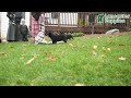 Rottweiler dogs for sale: Tootsie - Video 1