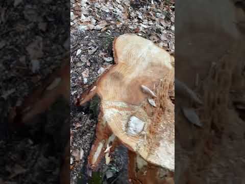 Bodnar Daniel Traseul Obcinele Bucovinei: Solca Pietrele "România-i ţara mea şi voi lupta pentru ea"