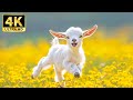 Beautiful Animal World In 4K Scenic Wildlife Film With Calming Music