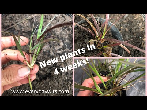 image-Does purple fountain grass come up every year?