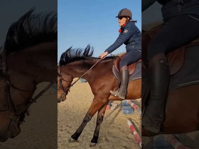 Tr&egrave;s gentille jument de balade/loisir 1m65