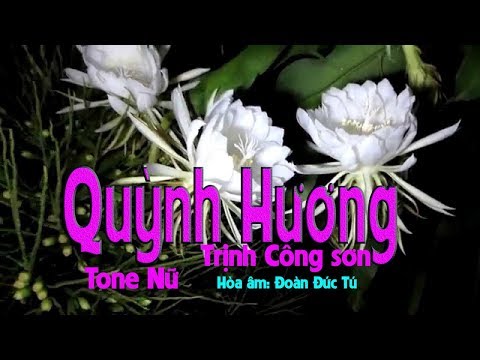 karaoke Quỳnh Hương (tone Nữ)🎤