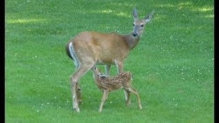 preview picture of video 'Cute Baby Deer Nursing in my back yard Glen Dale WV'