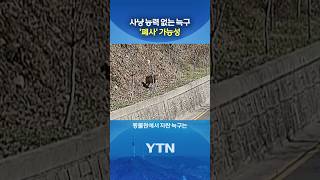사냥 못하는 늑대 '늑구' #shorts / YTN