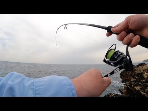 A wrasse or two a day helps your worries go away