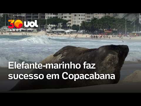 Elefante-marinho faz sucesso em Copacabana
