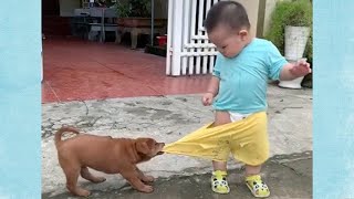 Dogs and Babies Playing together - funny baby videos laughing - Animalz TV