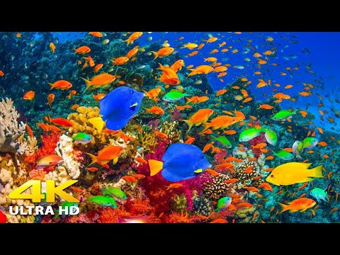 [NEW] 11H Stunning 4K Underwater Wonders - Relaxing Music | Coral Reefs, Fish & Colorful Sea Life
