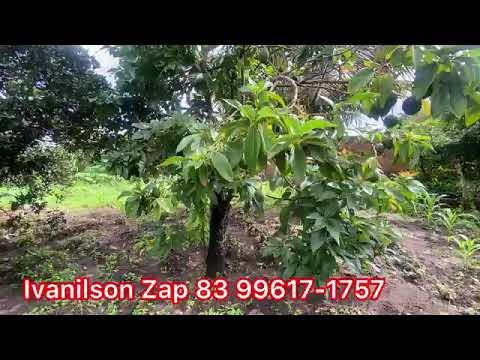 VENDE-SE ESTÁ CHÁCARA EM REMÍGIO PB ZAP 83 9 9617-1757 IVANILSON CORRETOR DE IMÓVEIS 