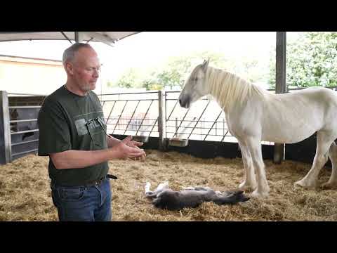 A Shire Horse Mother and Toddler Group