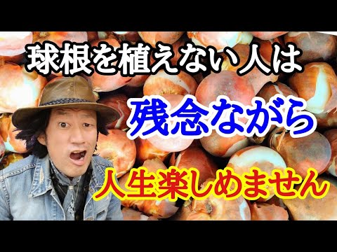 ガラスの中の球根: こうやって植物を育てます トピックス