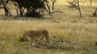 Basecamp Explorer Kenya- Masai Mara
