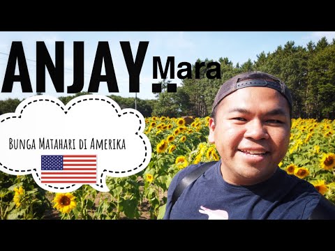 Taman Bunga Matahari (Minnesota)|Kenji Mozaro