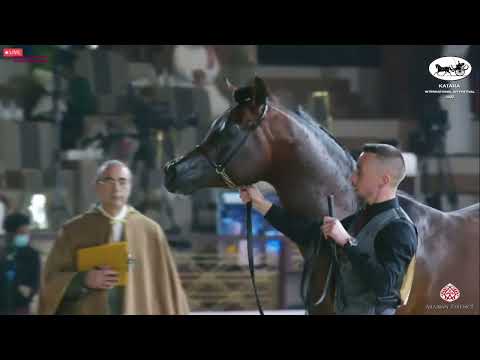 N 427 BADIEA ALNASSER   Katara Int  Arabian Horse Festival 2022   Stallions 4 6 Years Old Class 10