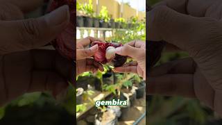 Download lagu Rich in benefits‼️ Make tea from mangosteen peel mp3