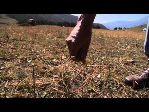 Limpotenza distonia Da quello che è limpotenza, e come trattarla