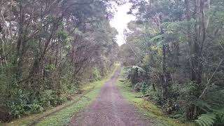 A Walk Along Part Of Pipleline Road/Slip Track In Auckland New Zealand