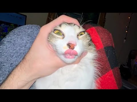 cats with no brain activity