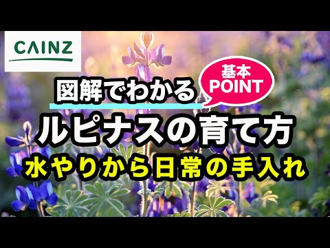 ナポリネギ、ナポリネギ 植物