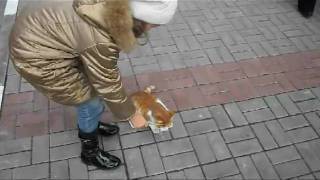 preview picture of video 'Olesya saves Cats . Олеся и Кошки'