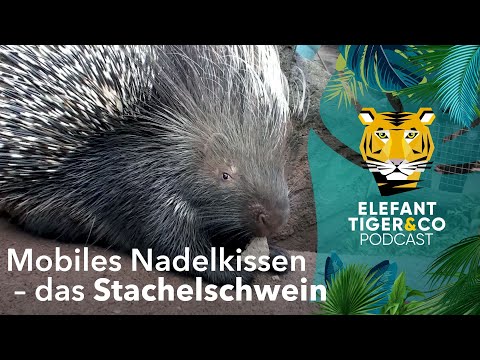 ETC Podcast: Wandelndes Nadelkissen – das Stachelschwein  | Elefant, Tiger & Co. | MDR