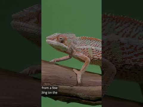 CHAMELEON - Colorful Wonders of Nature's Masters of Disguise! #animals #wildlife #nature