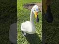 Social Swan At Lake Eola Park Orlando Florida Swan WhooperSwan Orlando LakeEola