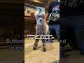 30 Seconds Of Baby Animals