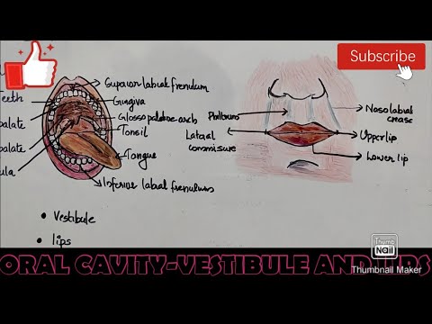 anatomy of digestive system-ORAL CAVITY,VESTIBULE AND LIPS