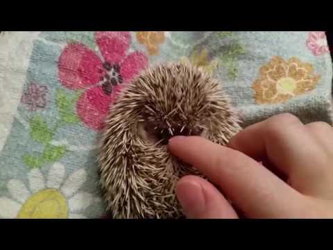 How to instantly calm a grumpy hedgehog