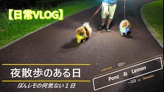 【夜散歩のある日/日常VLOG】ぽんず&レモンが家族になって４３６日目（２０２５年９月２３日）【ポメラニアン/Pomeranian】