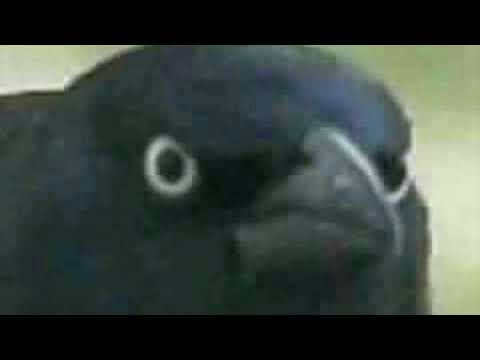 Robkata - мръсен  (for bitch)