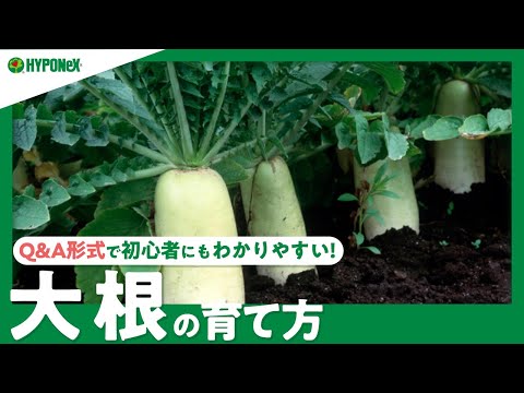 園芸 ピンク大根