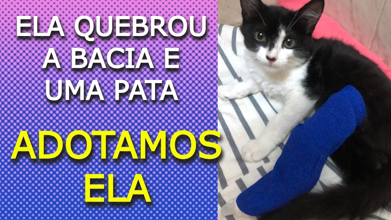 Como cuidar de um gato que quebrou a perna e a bacia │ Cookie foi atropelada