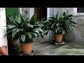 Aspidistra, características y cuidados - Jardinería