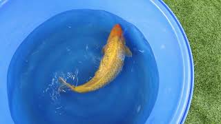 video van Golden Corn 2307001