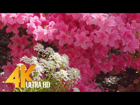 Summer Day in a Beautiful Flower Garden 4K UHD - Short Preview Video