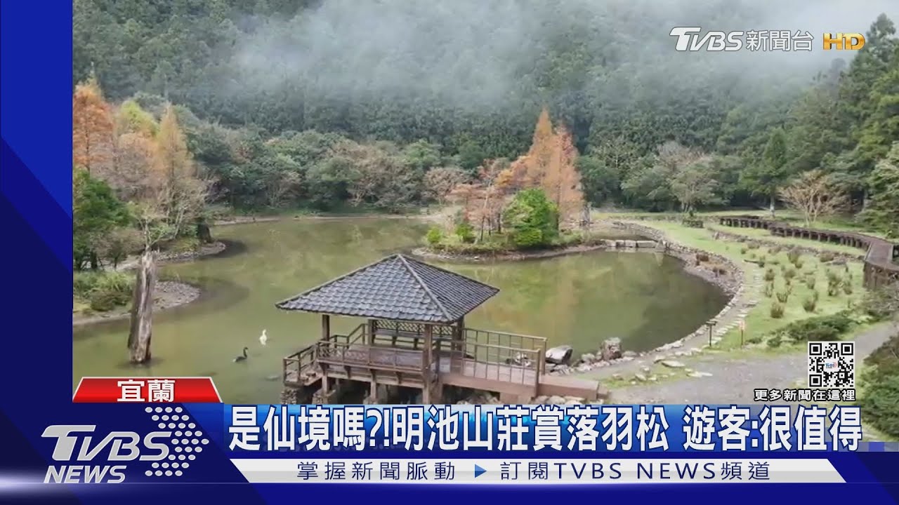 是仙境嗎?!明池山莊賞落羽松 遊客:很值得