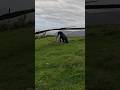 Paraglider struggles with wind prior to Takeoff #paragliding