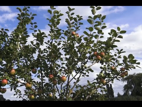 Bianka´s August-Gartenrundgang im Äpfel und Birnen Obstgarten Rosenweide