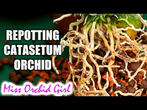 Orchid root growth in clay setup - Catasetum repot + slow release fertilizer Video