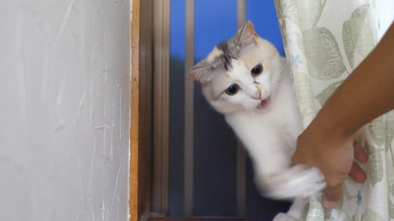カーテンを開けると猫がツッコミを入れてきます‥