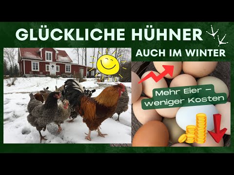 Glückliche Hühner auch im Winter - Mehr Eier, mehr Gesundheit, weniger Futter-Kosten