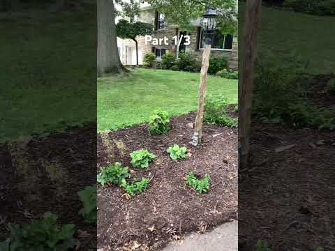 1/3… Shade tolerant native plant installation! #permaculture #nativeplants #landscapingideas