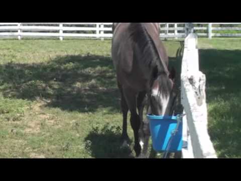 FHF's Saratoga Yearlings for 2011
